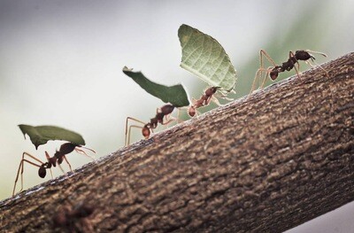 INSECTICIDAS &amp; FUNGICIDAS