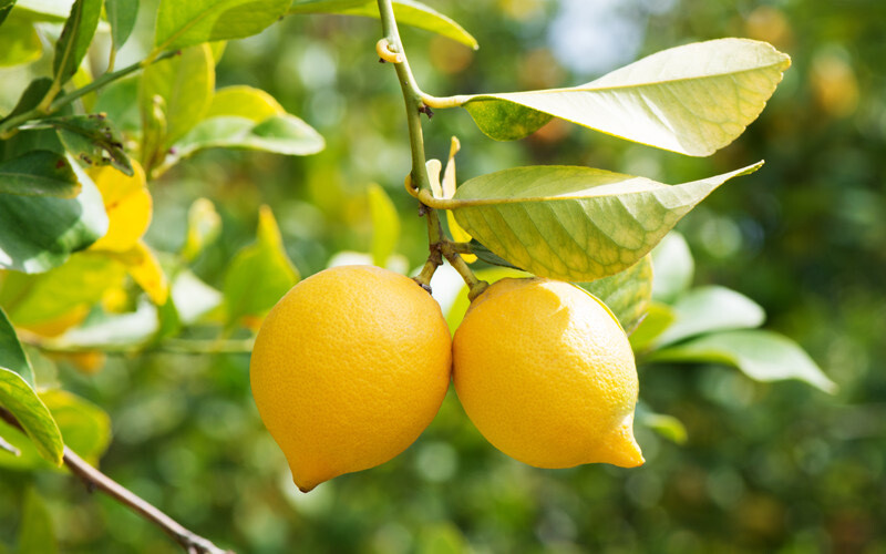 LIMONERO