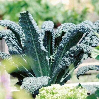 KALE