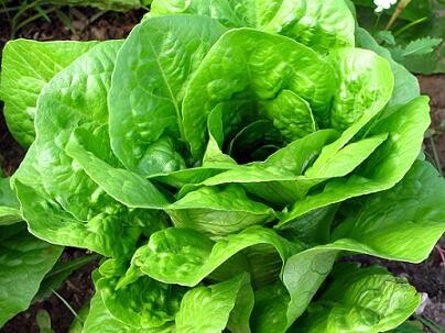 LECHUGA MANTECOSA - CRESPA Y MORADA. TODAS LAS VARIEDADES