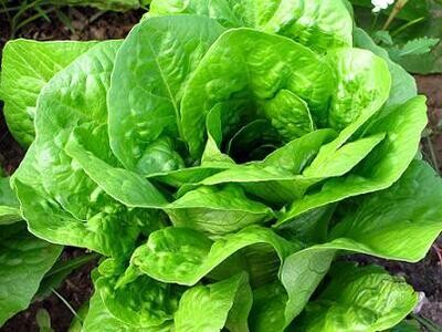 LECHUGA MANTECOSA - CRESPA Y MORADA. TODAS LAS VARIEDADES