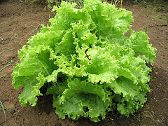 LECHUGA MANTECOSA - CRESPA Y MORADA. TODAS LAS VARIEDADES