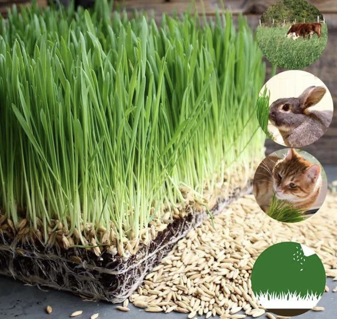 Semillas Avena Rubia Sembrar 500g - Pastoreo Animales Gatos