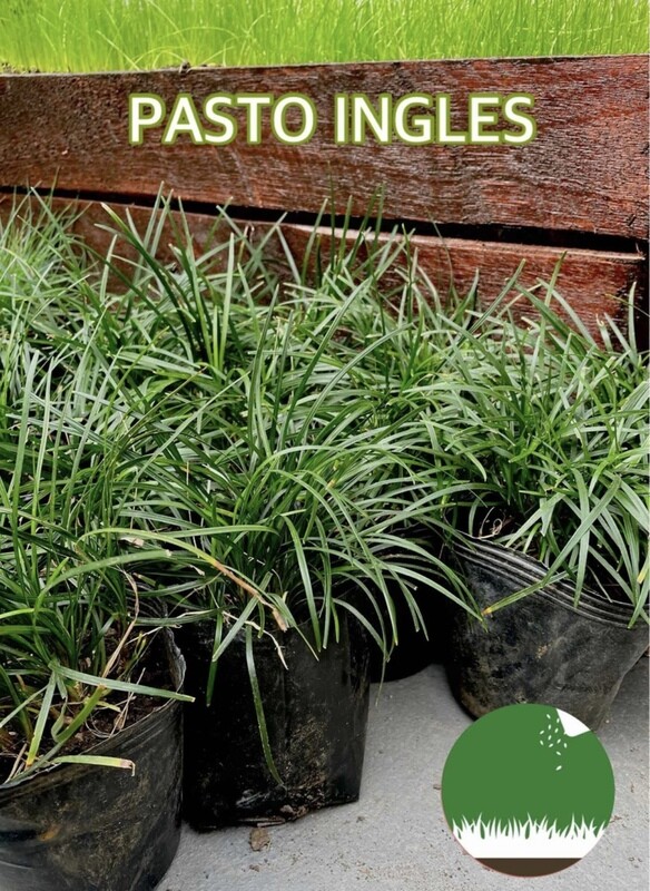 PASTO INGLÉS - Gramíneas Decorativas - Caminos Paisajismo