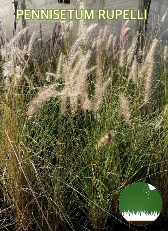 PENNISETUM RUPELLI - Gramíneas Decorativas - Paisajismo