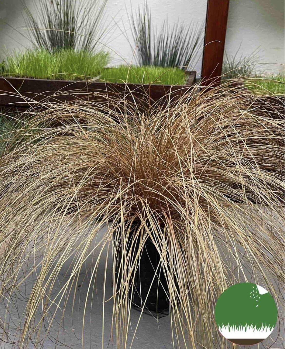 CAREX BUCHANANII