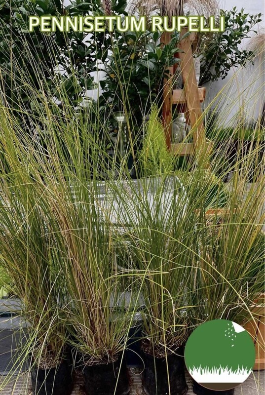 PENNISETUM RUPELLI - Gramíneas Decorativas - Paisajismo