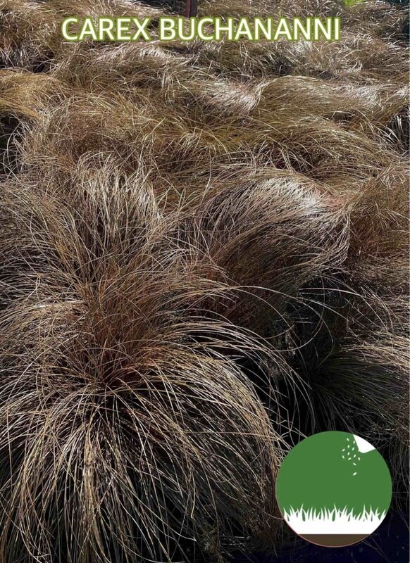 CAREX BUCHANANII