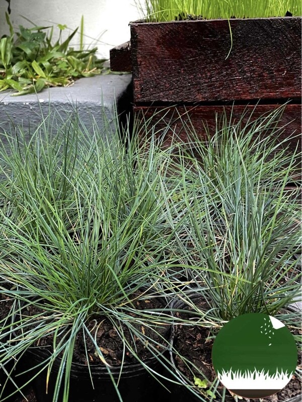 PASTO FESTUCA OVINA - Gramíneas Decorativas - Caminos