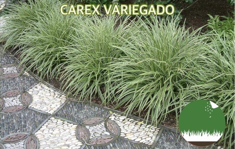 CAREX VARIEGADO - Gramíneas Decorativas - Caminos Paisajismo