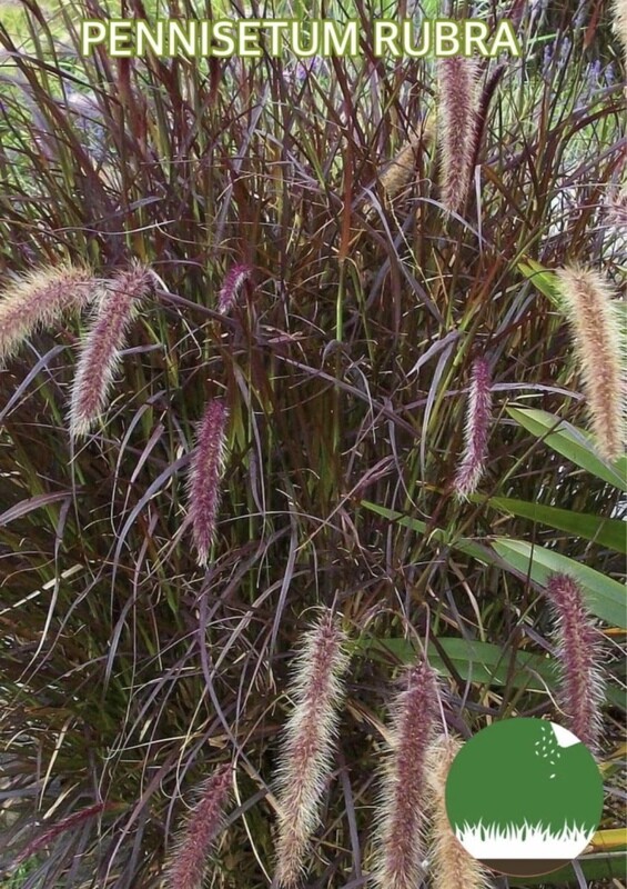 PENNISETUM RUBRA - Gramíneas Decorativas - Paisajismo