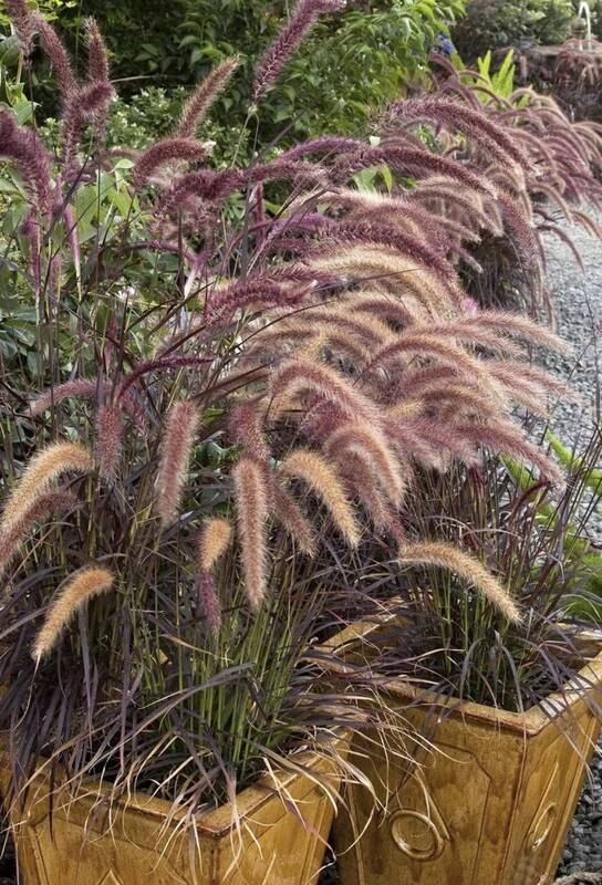 PENNISETUM RUBRA - Gramíneas Decorativas - Paisajismo