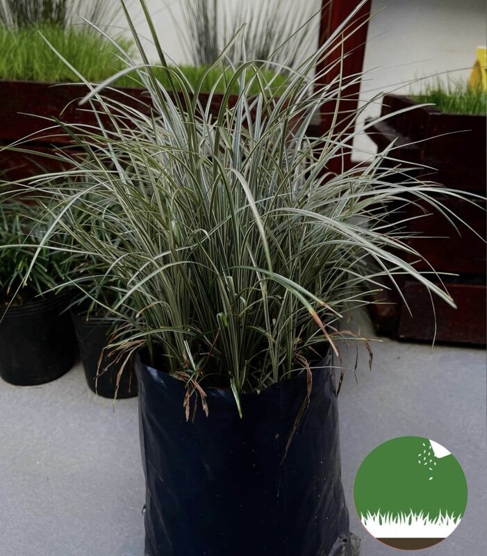 CAREX VARIEGADO - Gramíneas Decorativas - Caminos Paisajismo