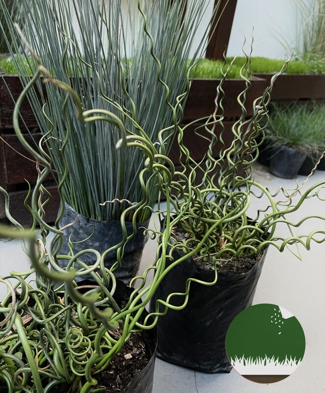 JUNCO ESPIRAL
