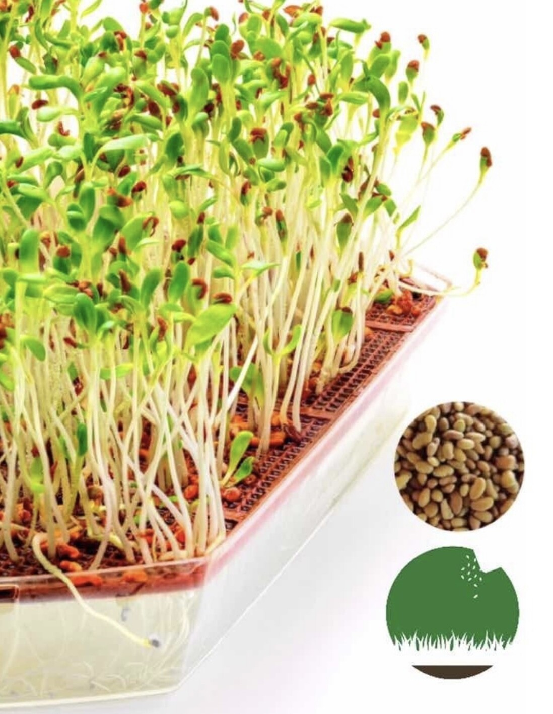 Semillas Alfalfa Naturales- Germinar Brotes Alimento Sembrar 250g