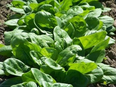 ESPINACAS