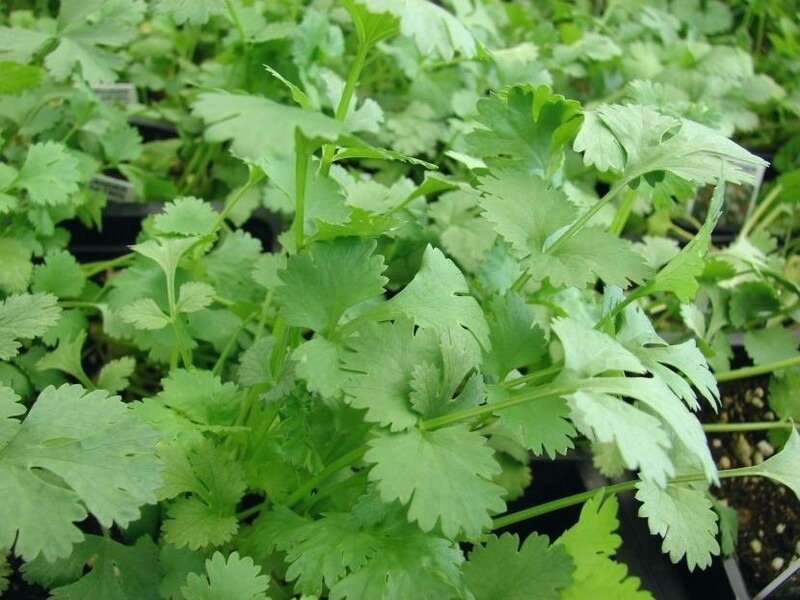 CILANTRO