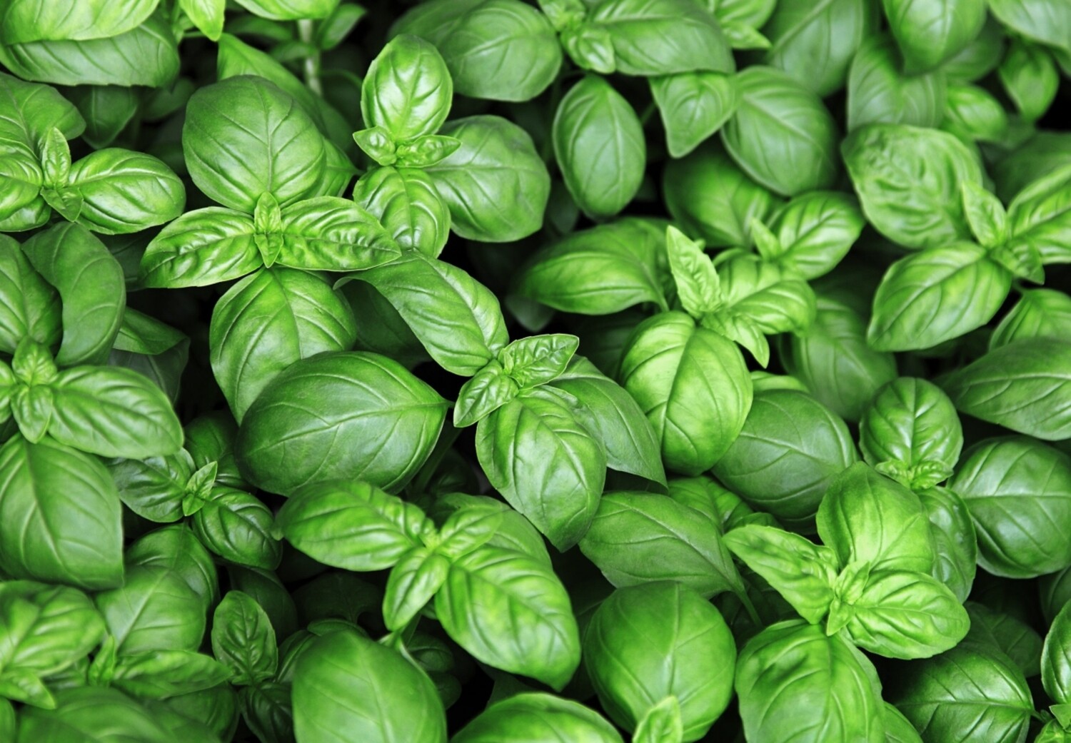 ALBAHACA VERDE Y MORADA