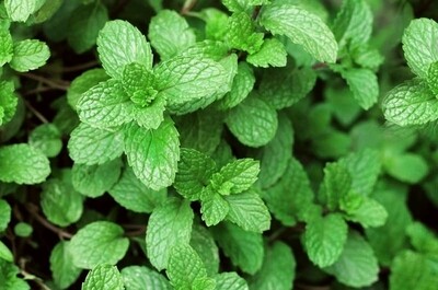 MENTA