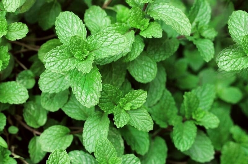 MENTA
