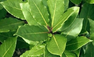 LAUREL