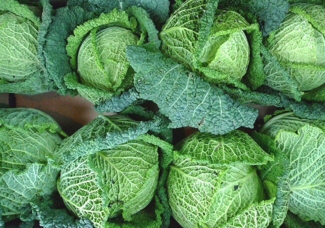 REPOLLO CRESPO - MORADO