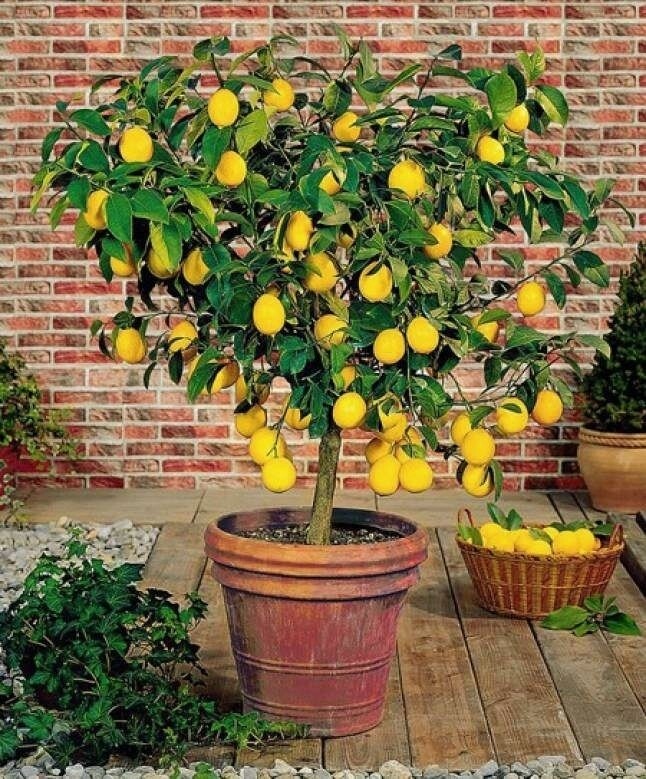 LIMONERO