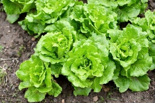LECHUGA