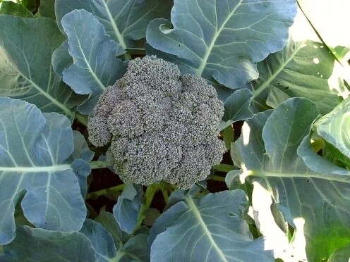 BRÓCOLI