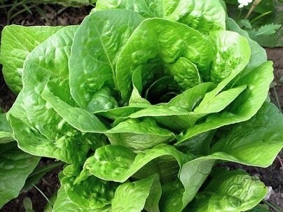 LECHUGA
