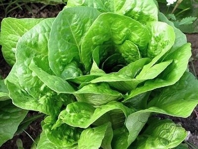 LECHUGA