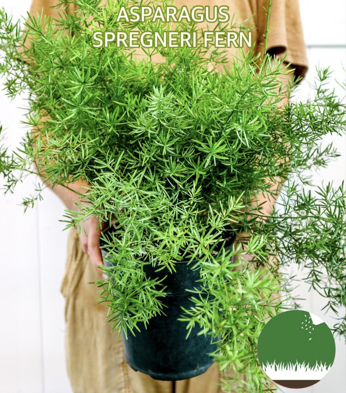 ASPARAGUS SPRENGERI
