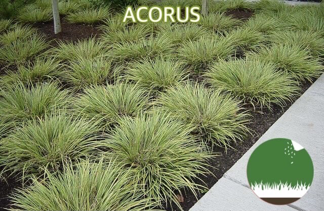 ACORUS - Gramíneas Decorativas