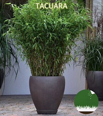 CAÑA TACUARA