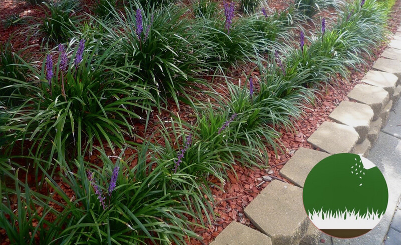 LIRIOPE - Gramíneas Decorativas - Caminos Paisajismo