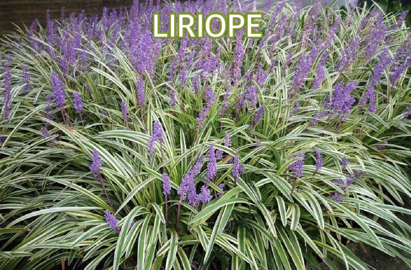 LIRIOPE - Gramíneas Decorativas - Caminos Paisajismo