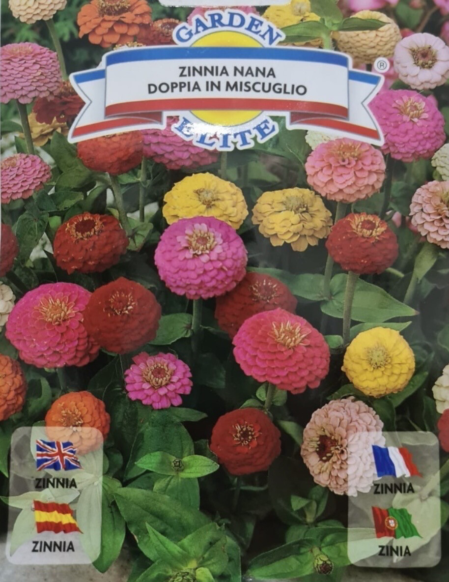 Semi Di Zinnia A Fior Di Cactus In Mix - H Cm 75 - Foto 8