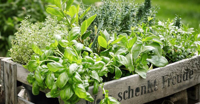 PLANTAS AROMÁTICAS