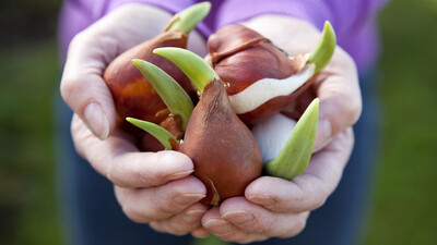 BULBO TULIPÁN X 2