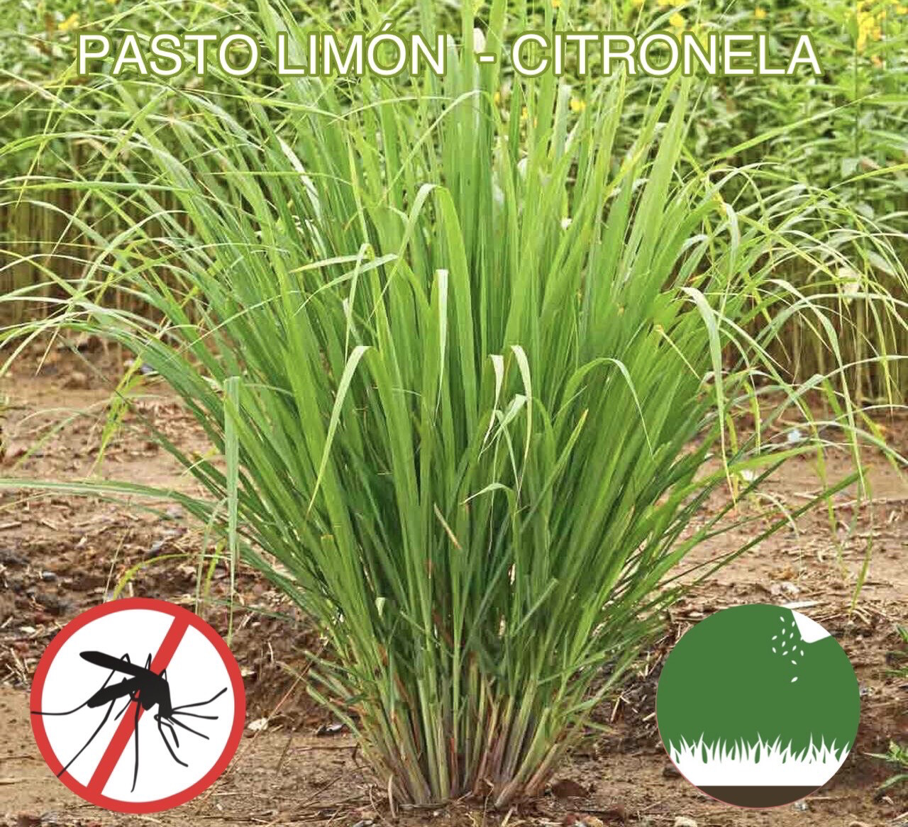 PASTO LIMÓN - CITRONELA