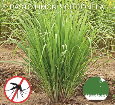 PASTO LIMÓN - CITRONELA