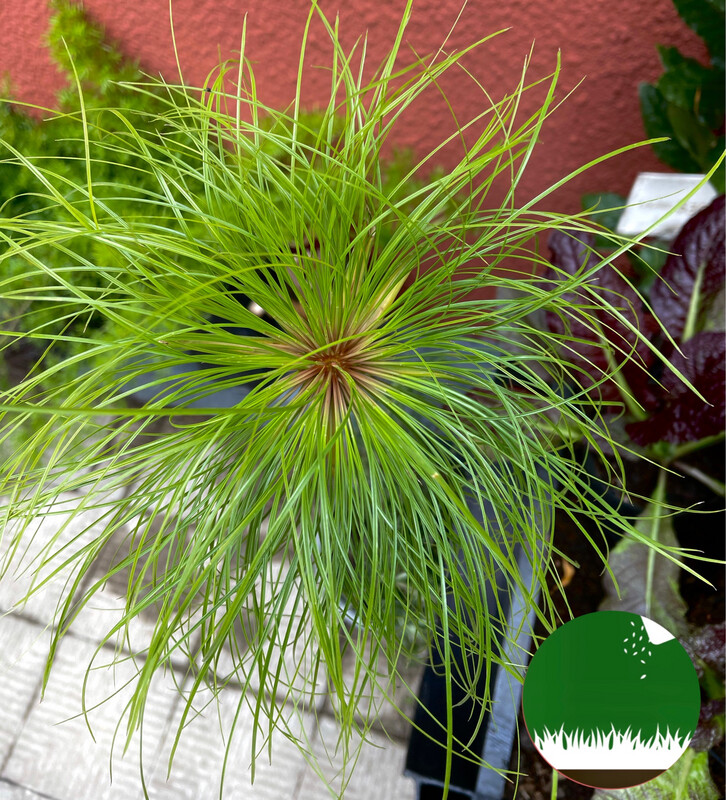 PAPIRO