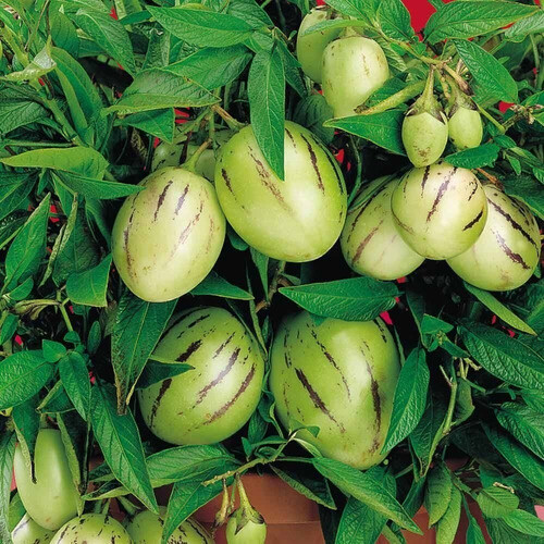 MELÓN DEL ÁRBOL