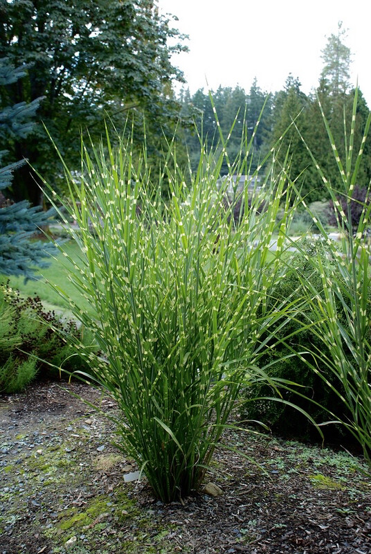 MISCANTHUS ZEBRINUS