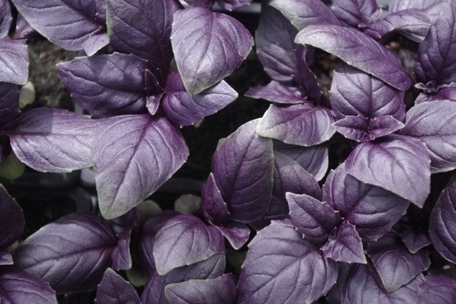 ALBAHACA VERDE Y MORADA