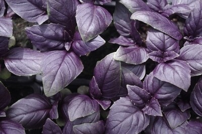ALBAHACA VERDE Y MORADA