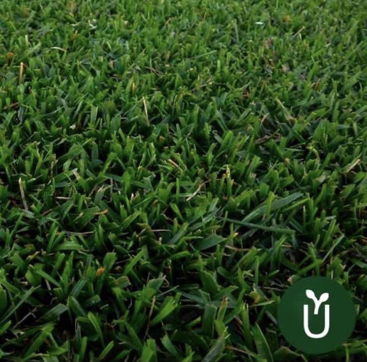 Semillas Festuca Perenne - Alto Tránsito - Hoja Media 500g