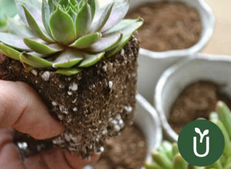 SUSTRATO PREMIUM SUCULENTAS - 20 L