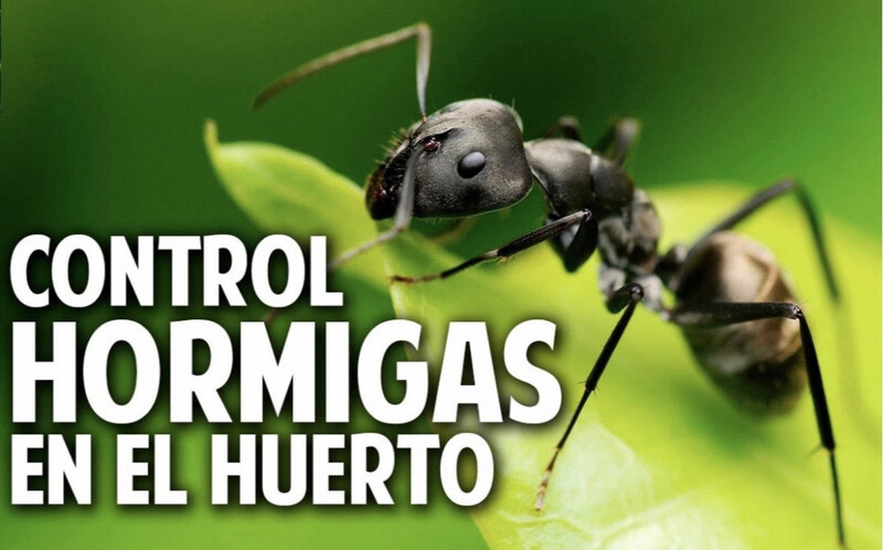 Insecticida - Hormiguicida LAMPO Cebo Granulado 1kg