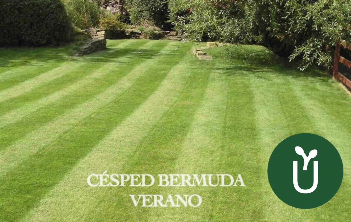 SEMILLAS CÉSPED BERMUDA VERANO - Canchas deportivas Jardines - 25 kg 